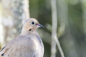 Mourning dove close-up.  Tree branches and green foliage out of focus in the background.