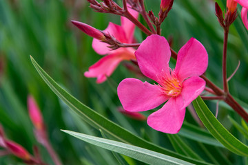 Fuxia flower close-up 