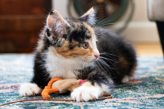 Calico kitten laying on carpet with toy on string