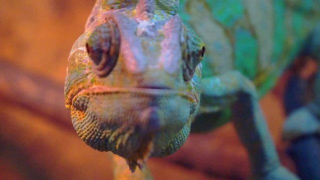 portrait of a funny adult chameleon closeup