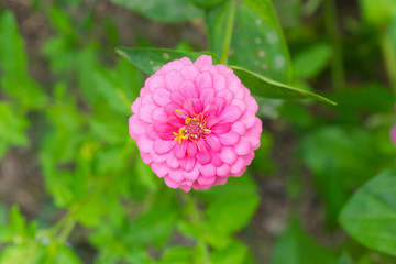 pink zinnia flower  with green background