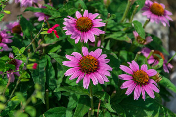 Obraz premium Pink summer flowers 