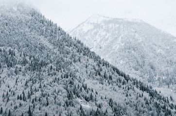 Winter weather, mountains with fir trees, covered with snow, fog descends from above, beautiful...