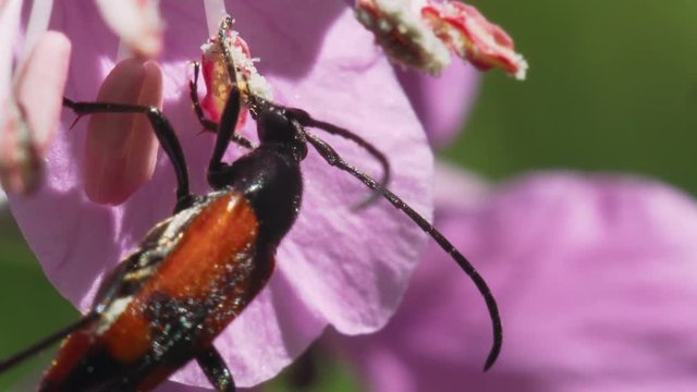 Beetle Lytta suturella eats pollen on a pink flower fireweed. Macro footage.