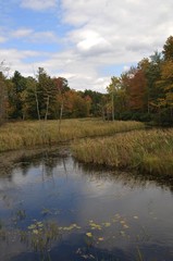 Fototapeta na wymiar stream in fall