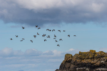 Barnacle goose (Branta leucopsis), Isle of Skye Scotland, United Kingdom