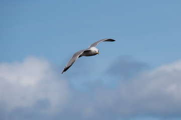Gull , Isle of Skye Scotland, United Kingdom
