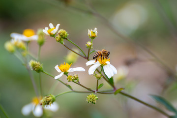 Bee feeding on a Matilija Poppy growing wild in a field.