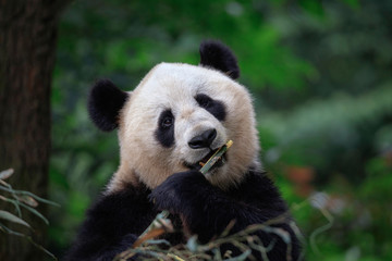 Fototapety  Panda Bear Looking at the viewer while eating some fresh Bamboo for lunch. Panda Reserve in Sichuan Province, China. Wildlife Conservation Area, Endangered Species