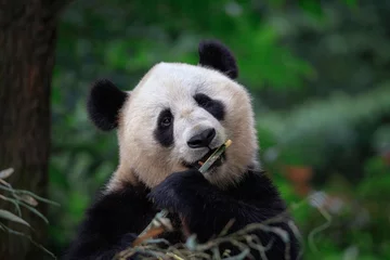 Foto op Plexiglas Panda Bear Looking at the viewer while eating some fresh Bamboo for lunch. Panda Reserve in Sichuan Province, China. Wildlife Conservation Area, Endangered Species © Cedar