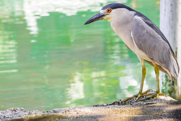 Black Crowned Night Heron standing by a river in St. Ann, Jamaica