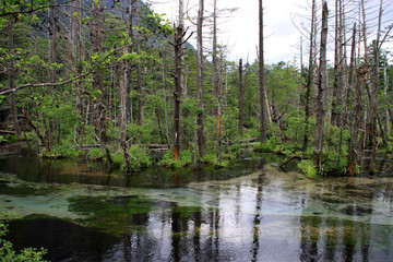Fototapeta premium 上高地