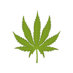 Marujuaba illustration. Vector.