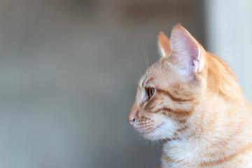 Side of ginger cat looking something with copy space