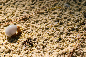 Baby crab in white shell walking on white sand beach