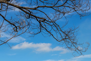 Fototapeta na wymiar Dry branches die with sky clouds.
