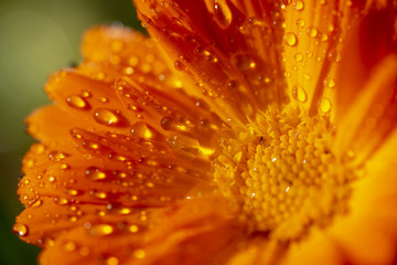 Water drops on orange flower