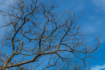 Dry branches die with sky clouds.