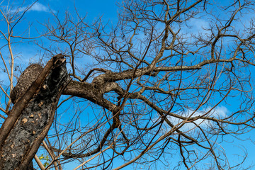Stumps burned with dry branches and skies.