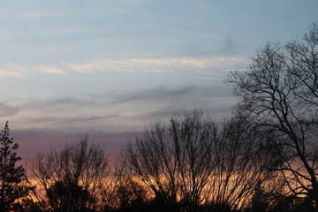 Trees silhouetted against sky at dusk.