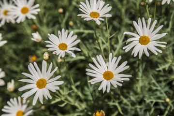 flowers grown in Antioquia - Bellis perennis © fredy
