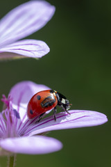 On the ladybug flower