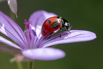 On the ladybug flower