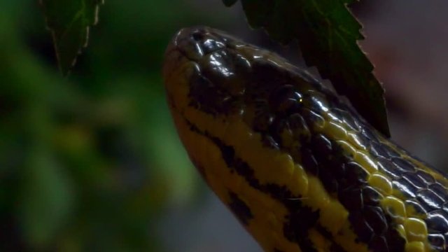 Portrait of a yellow anaconda close-up.