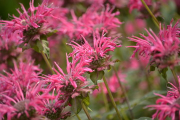 枯れ始めた赤い花