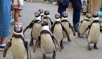 Poster 集団のペンギンの散歩 © goro20