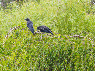 Pair of crows