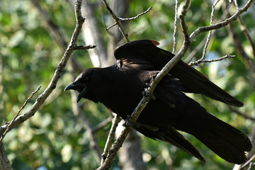 Black Raven