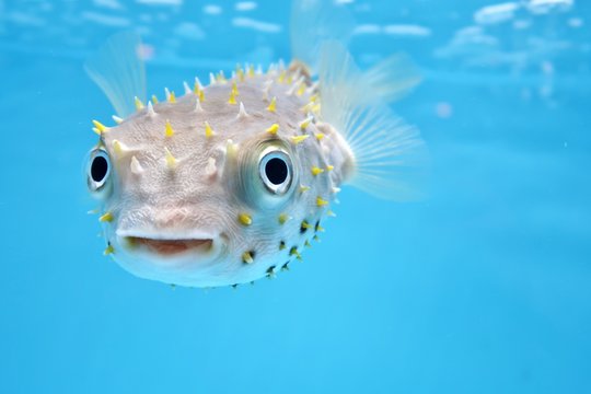 Image result for Pufferfish and coral relationships