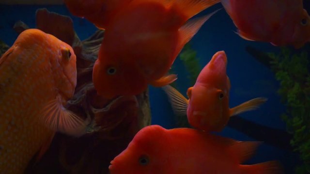 blood parrot cichlid or parrot cichlid, big beautiful red fish in the water.