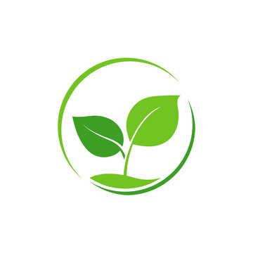 Green leaf logo. Vector.