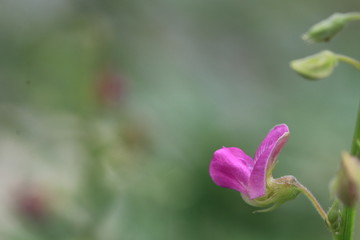 Close up tiny purple flowers and white bokeh on green background