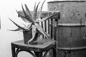 Aloe Vera in a Vintage Chair