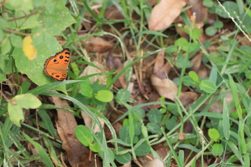 Close up orange butterfly on grass leaf