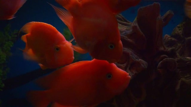 blood parrot cichlid or parrot cichlid, big beautiful red fish in the water.