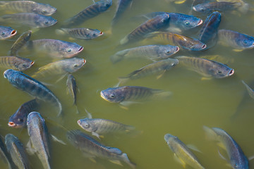 Tilapia fish have been cut in order to grow faster. Suitable for farming in the industry.