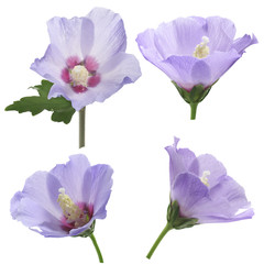 purple flower of Hibiscus syriacus on a white background