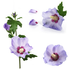 purple flower of Hibiscus syriacus on a white background - obrazy, fototapety, plakaty
