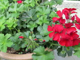 Red Geranium
