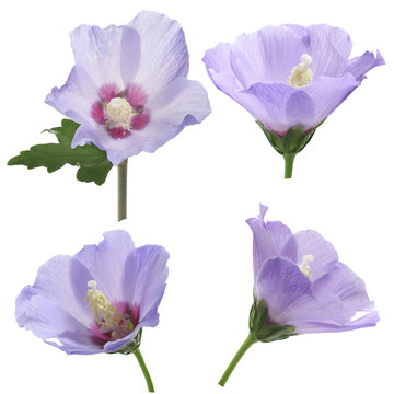Fototapeta purple flower of Hibiscus syriacus on a white background
