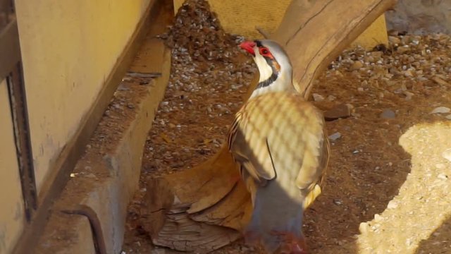 Chukar partridge close-up.