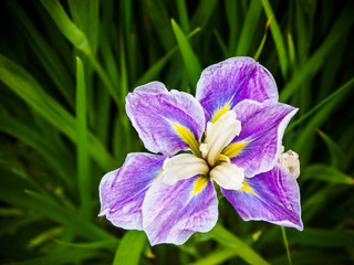 Purple striped iris