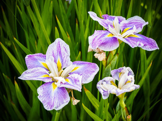 Purple striped iris
