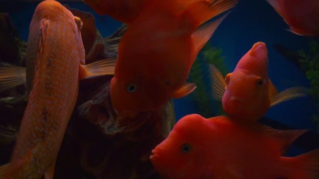 blood parrot cichlid or parrot cichlid, big beautiful red fish in the water.