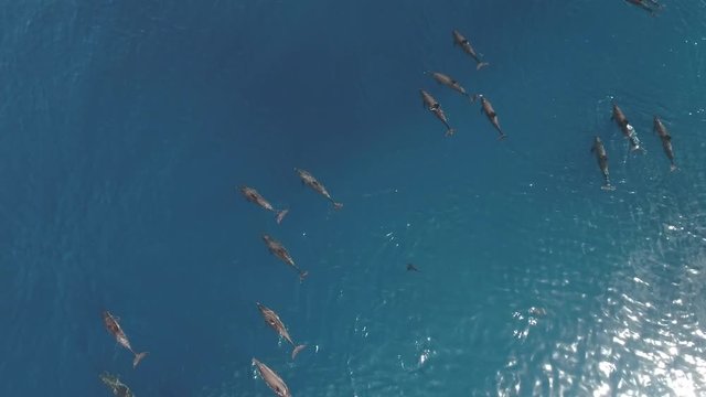 Aerial view of school of dolphins in open sea