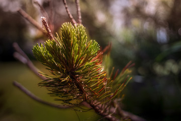 Pine Needles